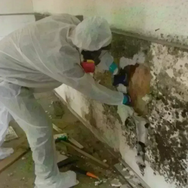 Mold Remediation and Removal in Wharton, TX